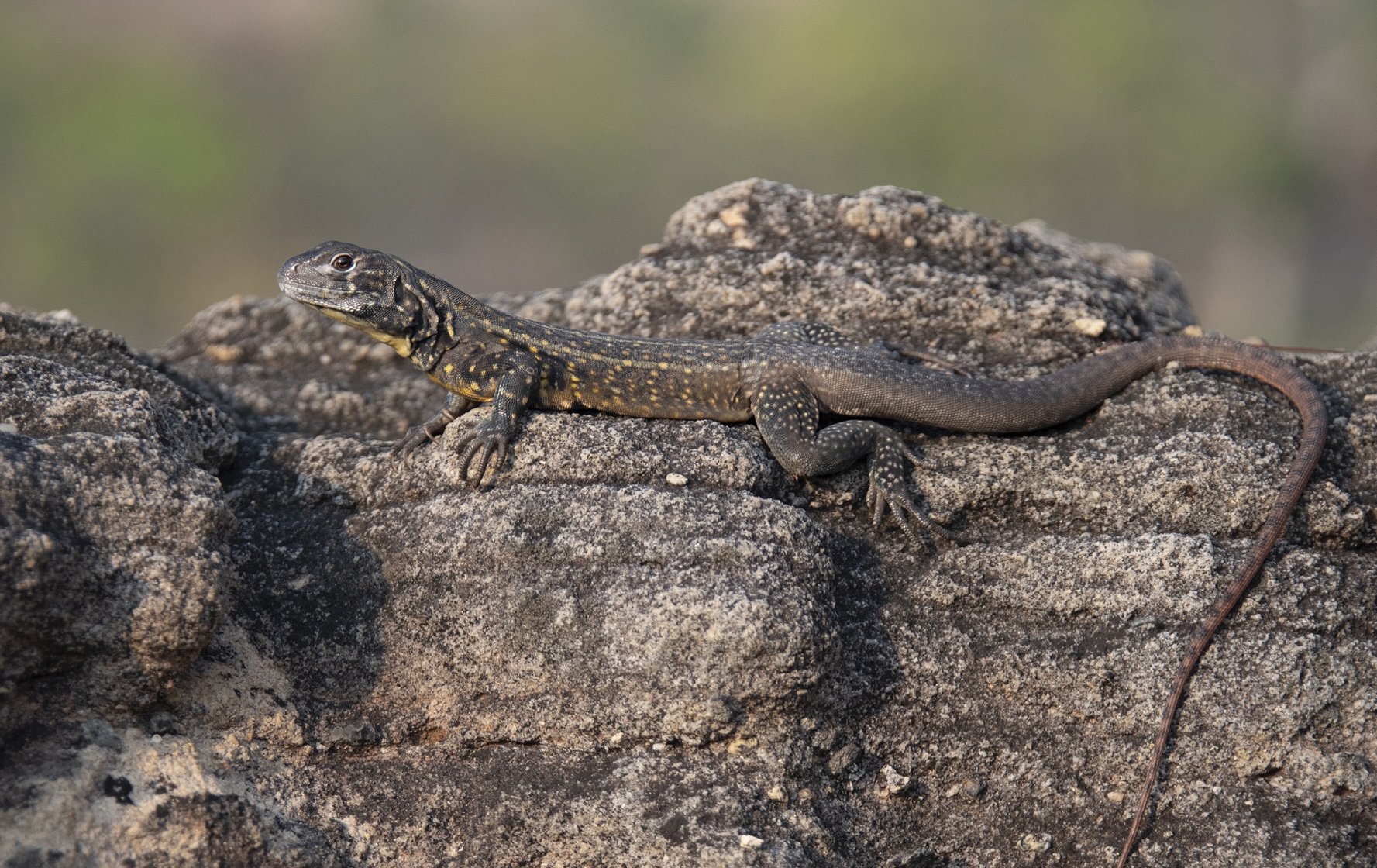 iguana